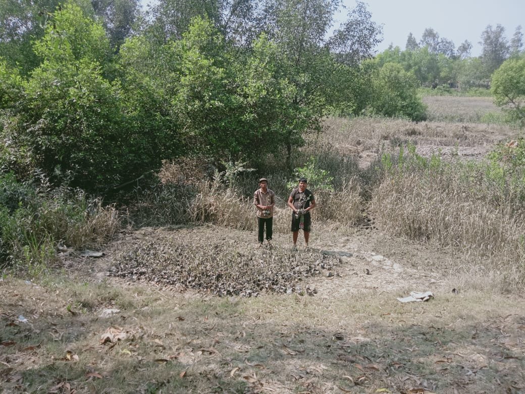Mangrove Project