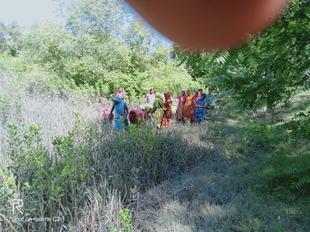 Mangrove Project