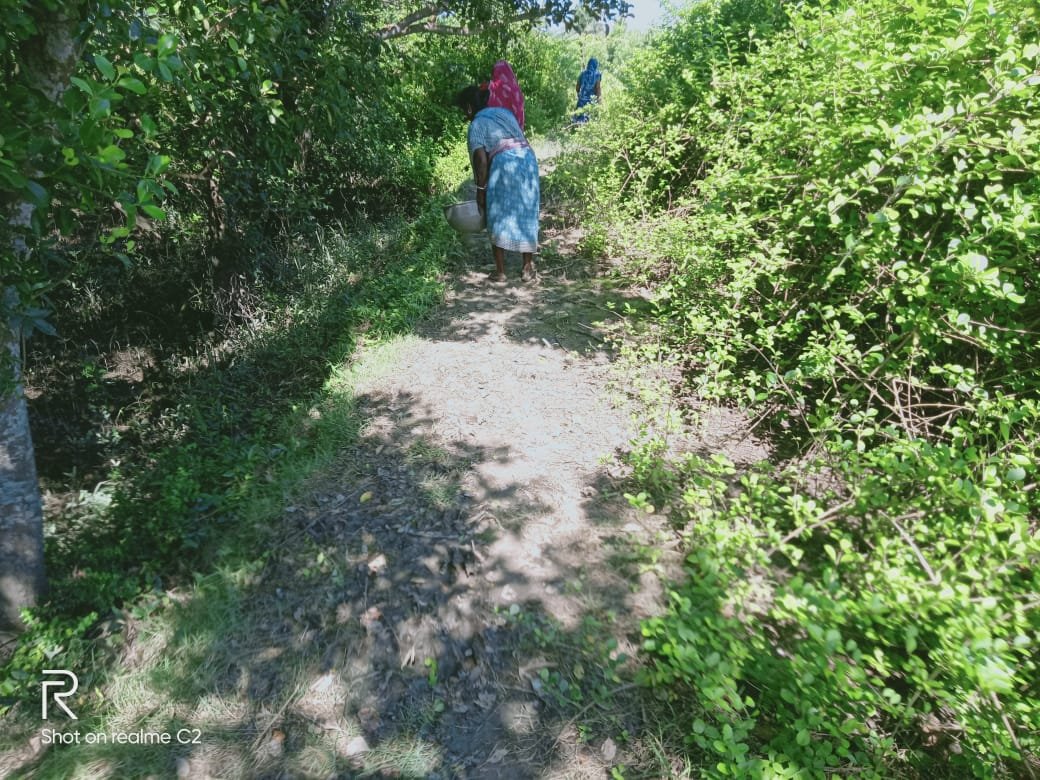 Mangrove Project