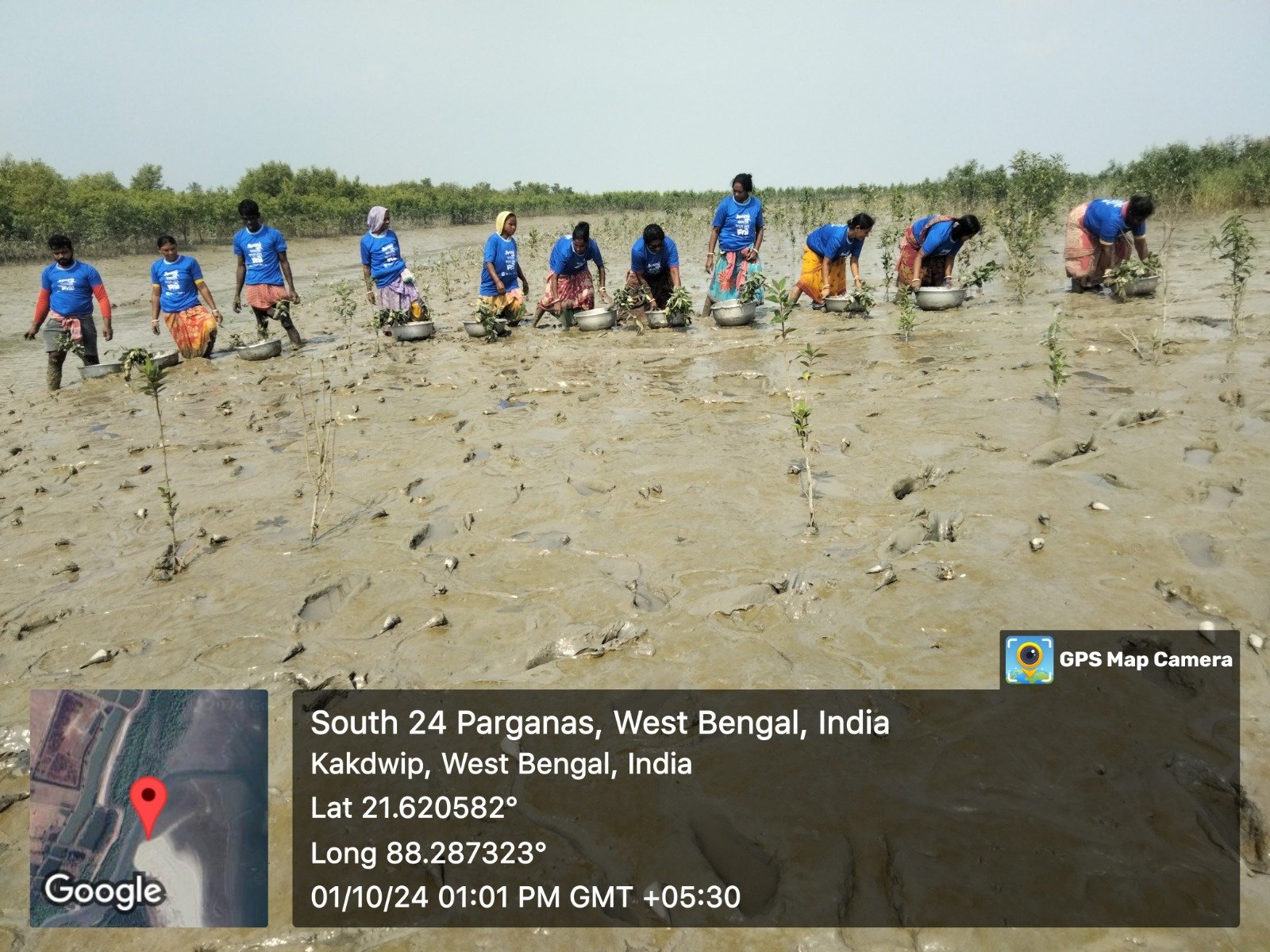 Mangrove Project