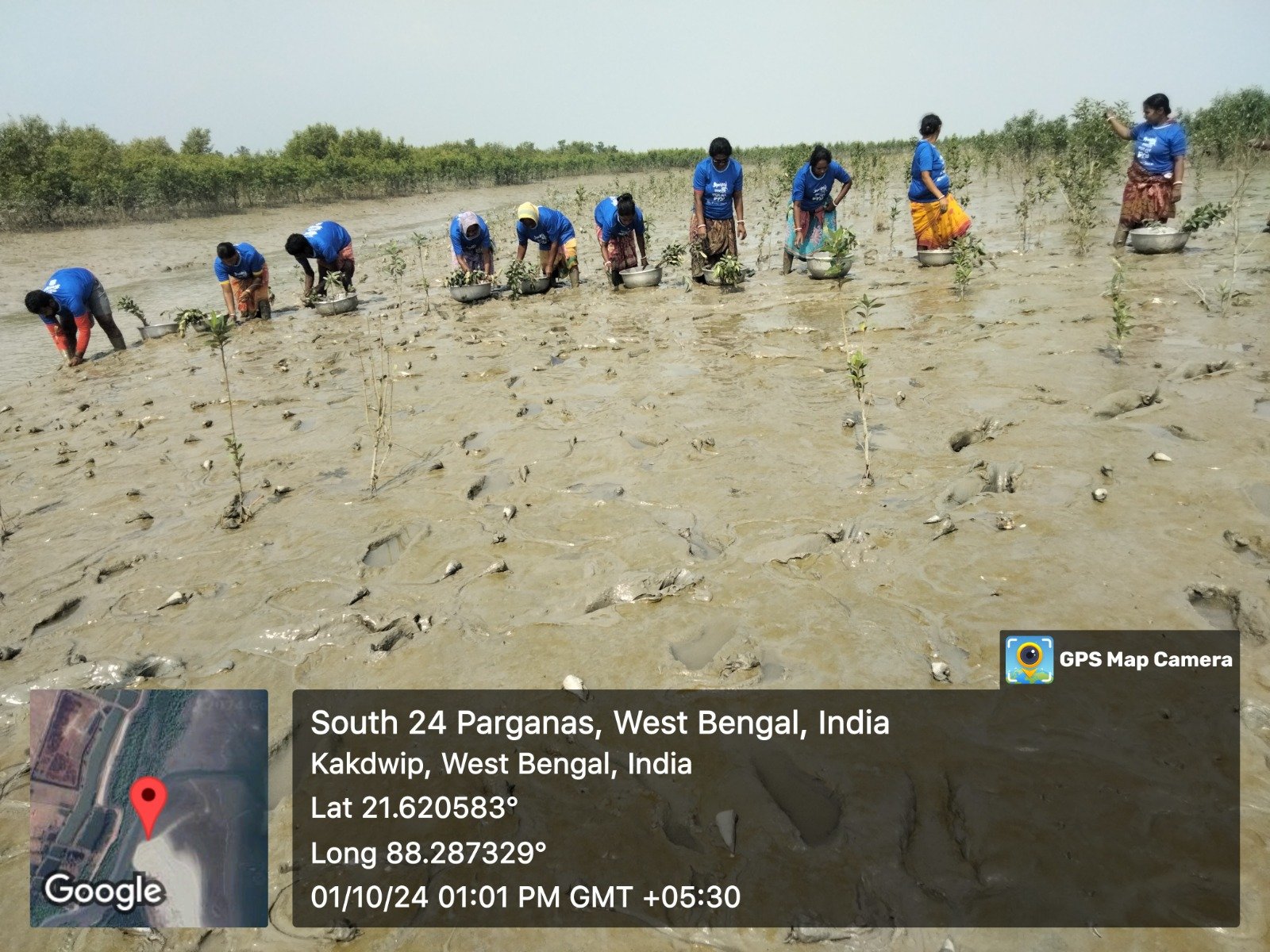 Mangrove Project