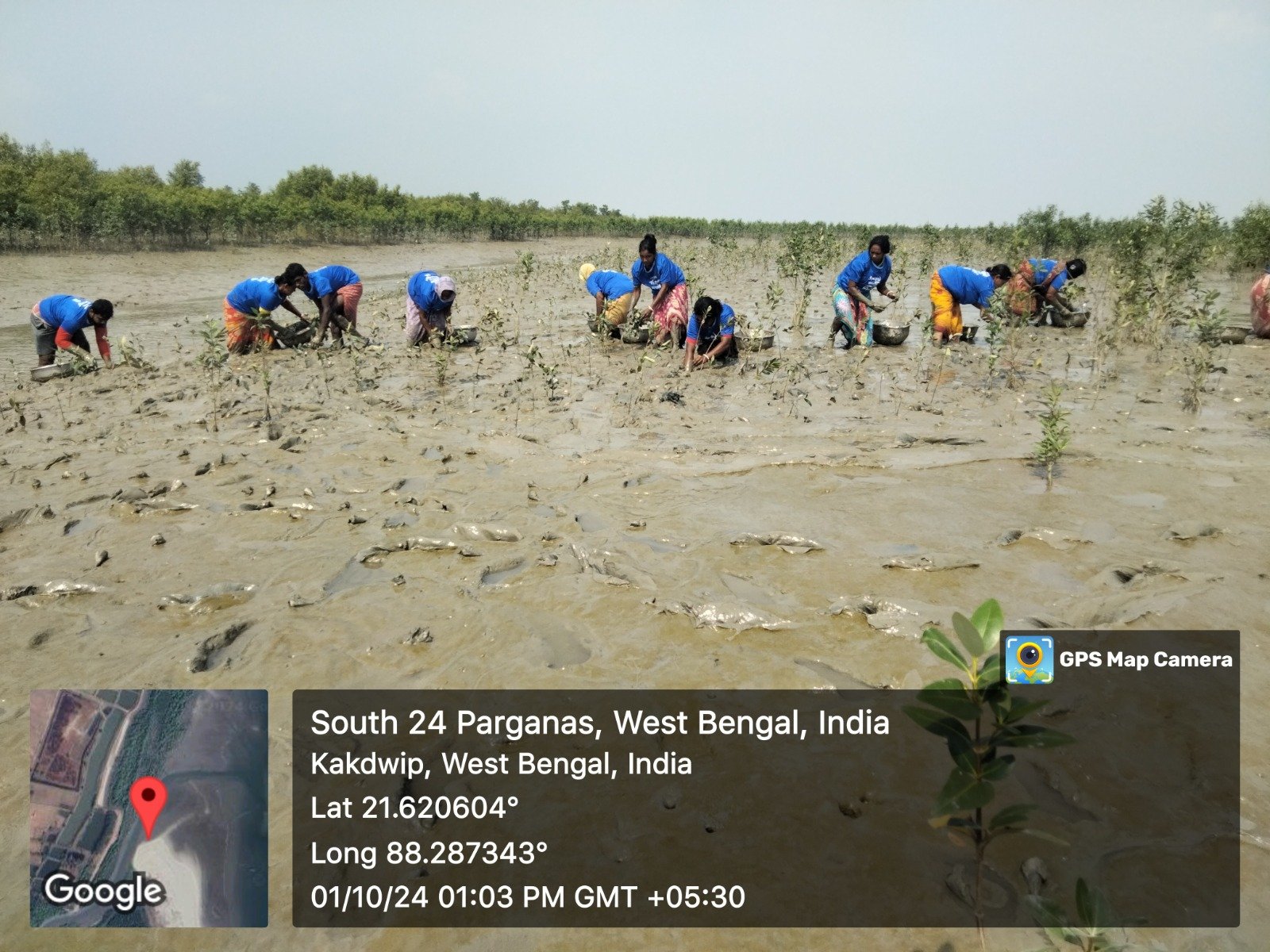Mangrove Project